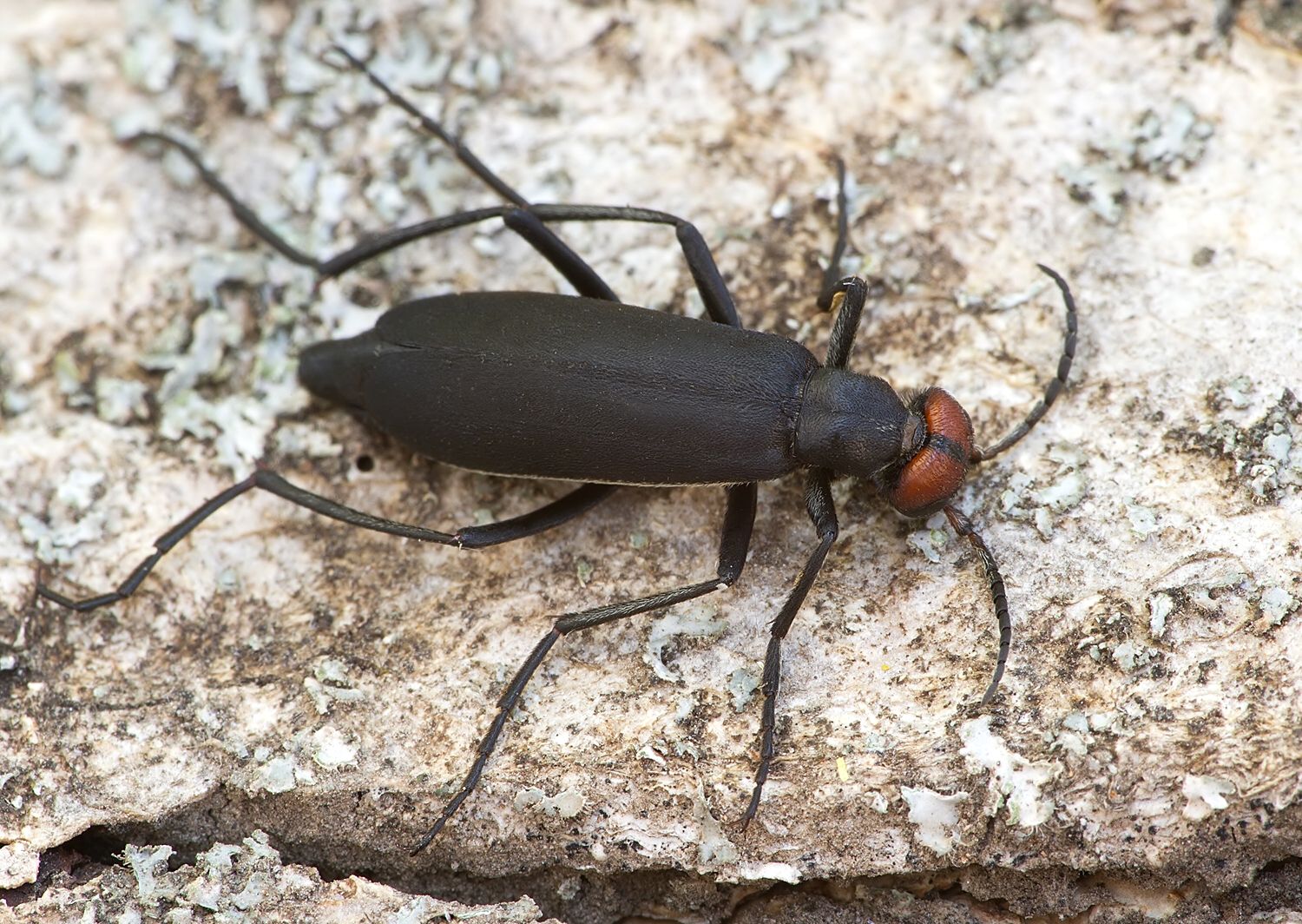 Epicauta rufidorsum