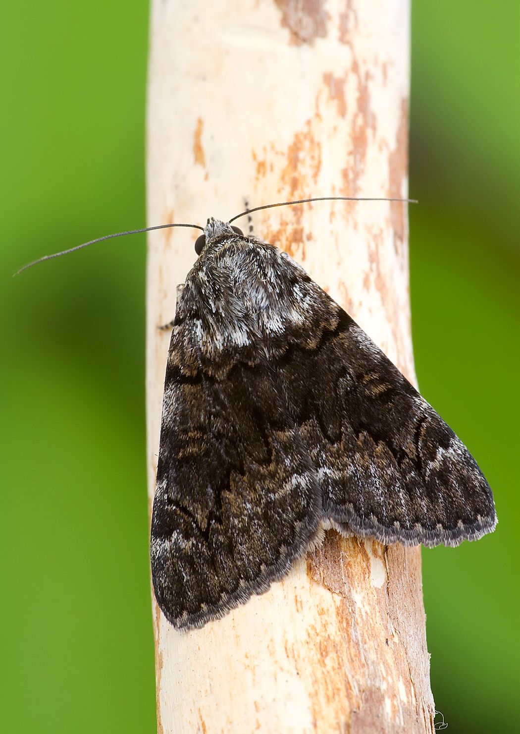 Catocala nymphagoga