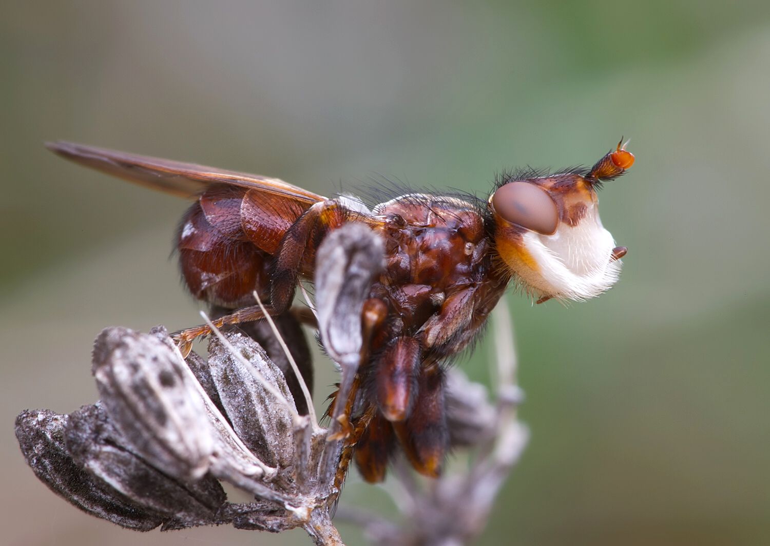 Myopa picta