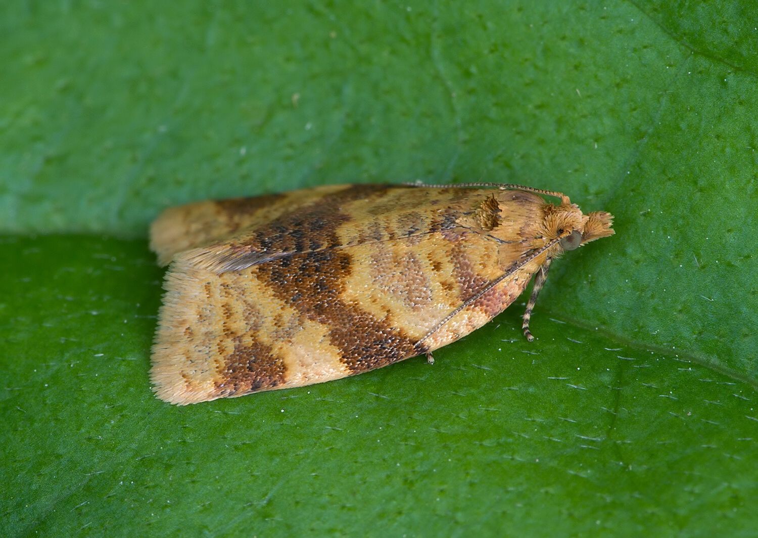 Epagoge grotiana