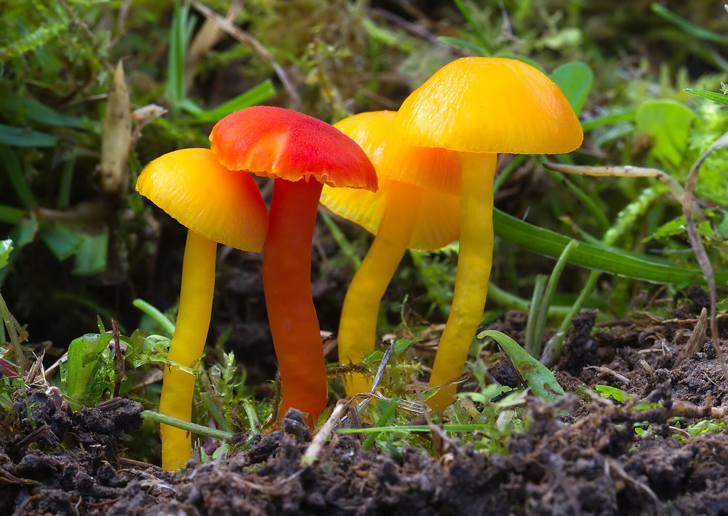 Hygrocybe sp.