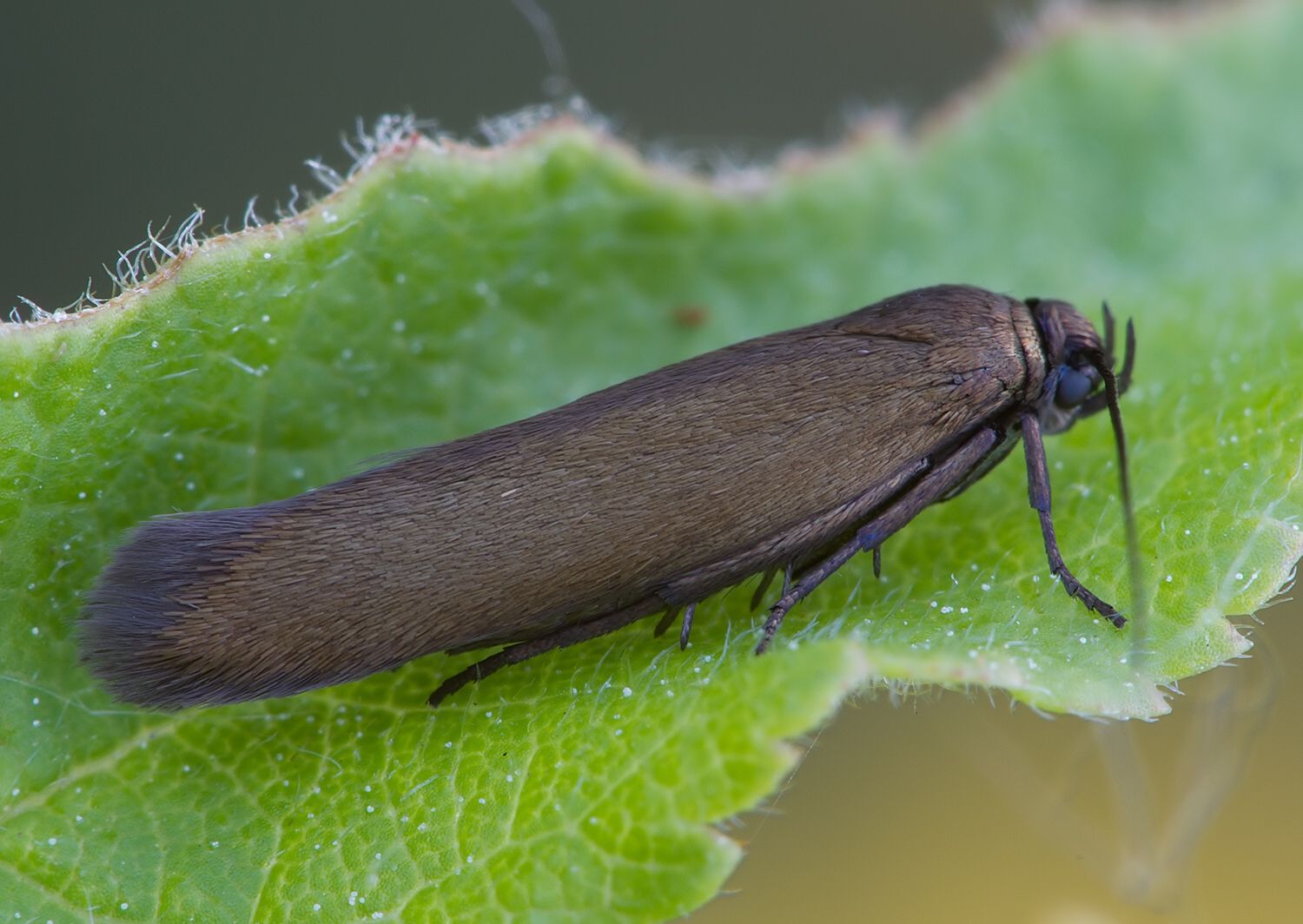 Scythris sp.