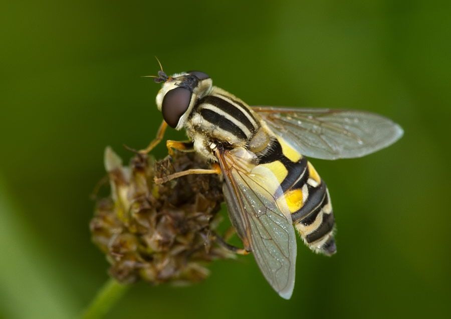 Helophilus trivittatus