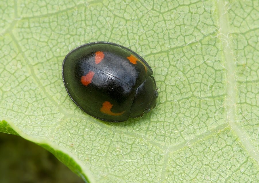 Brumus quadripustulatus