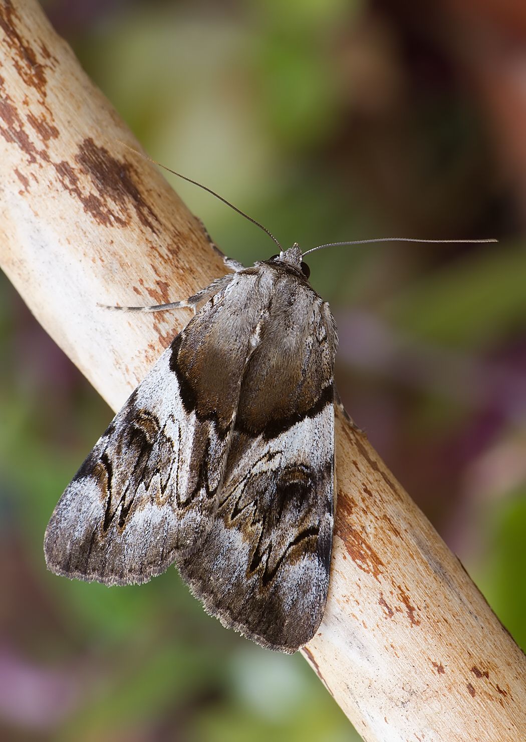 Catocala fulminea