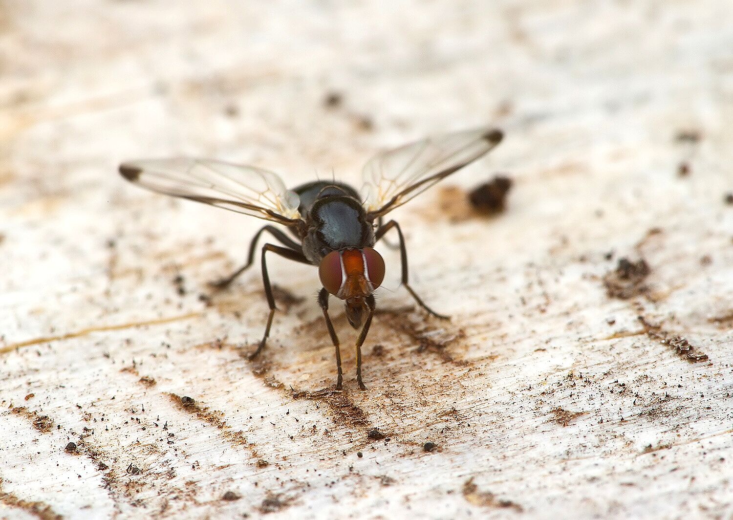 Euxesta pechumani