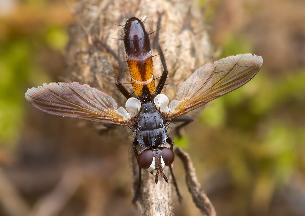 Cylindromyia pilipes