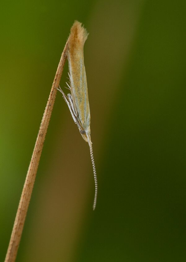 Coleophora oriolella