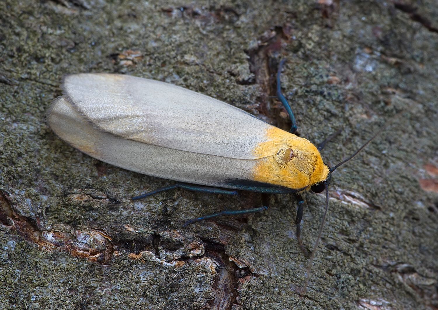 Lithosia quadra
