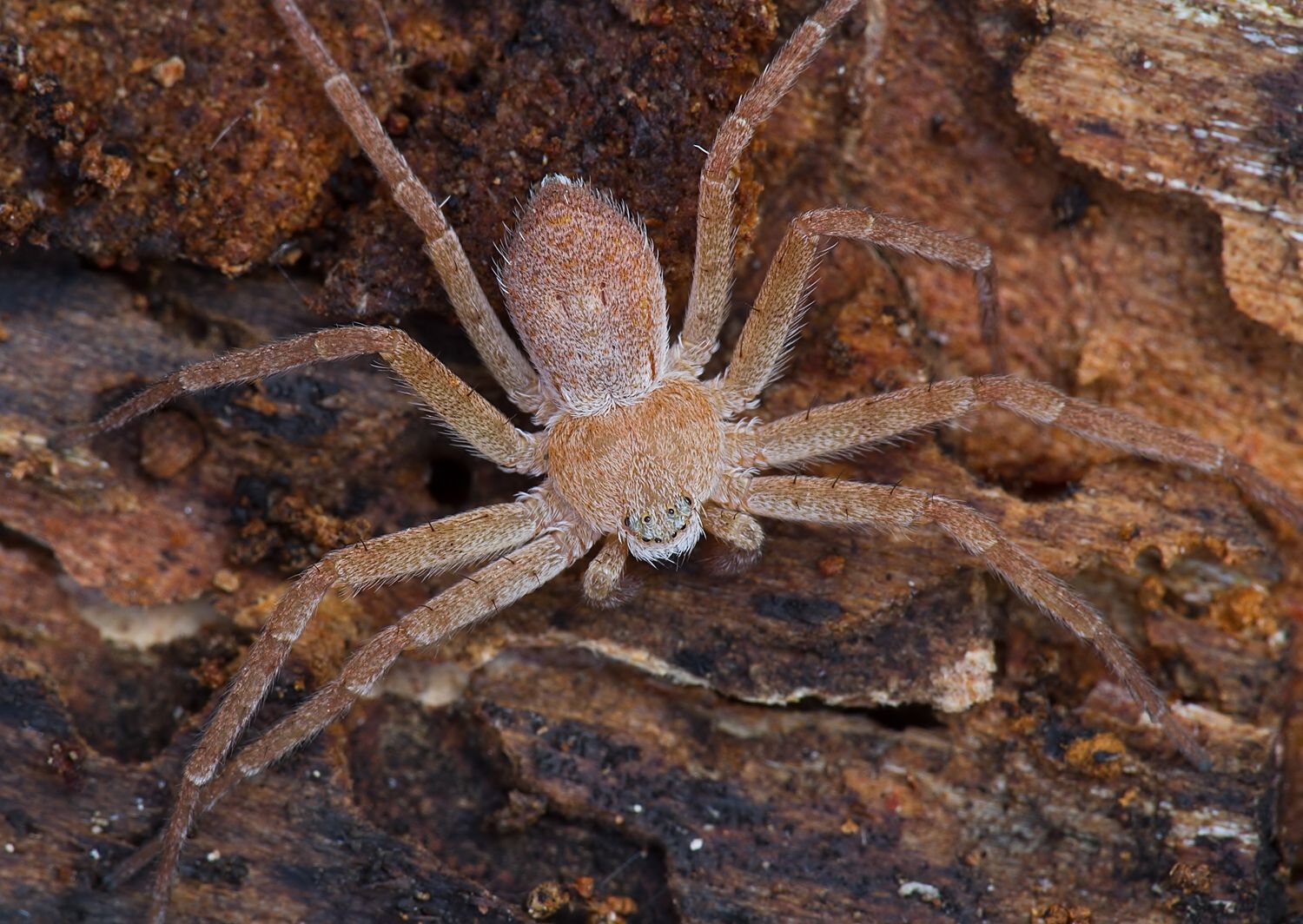 Philodromus fuscomarginatus