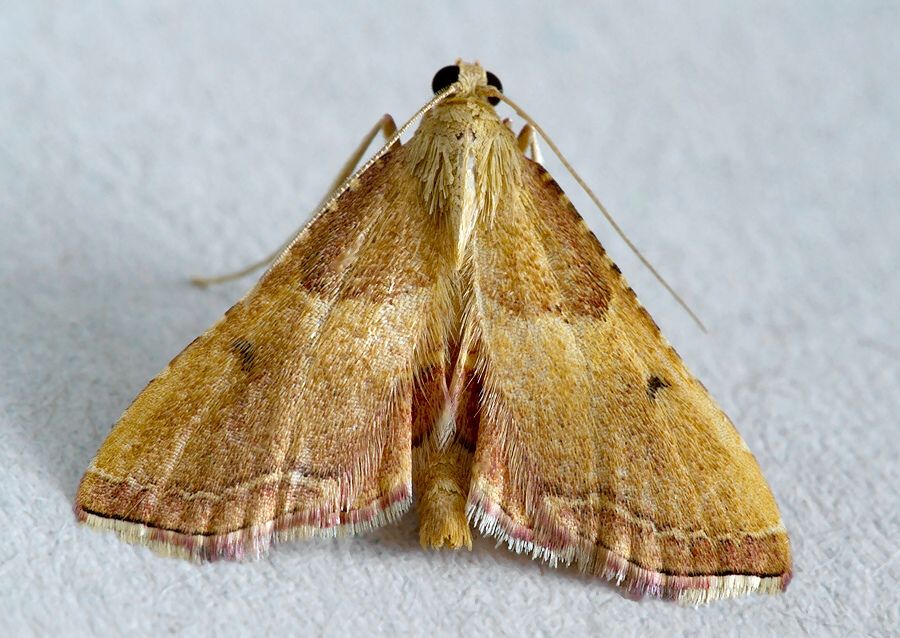 Endotricha flammealis