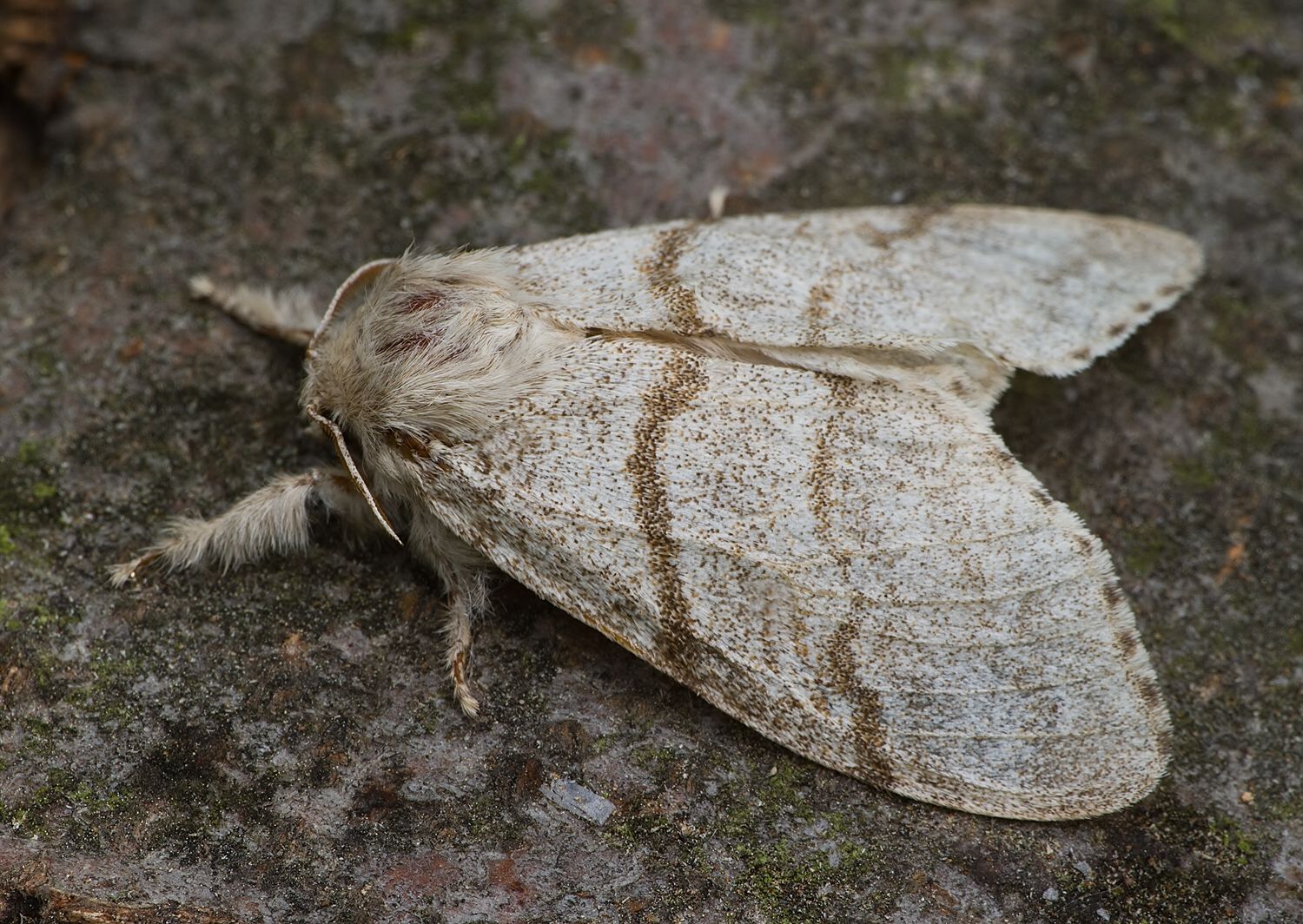 Calliteara pudibunda