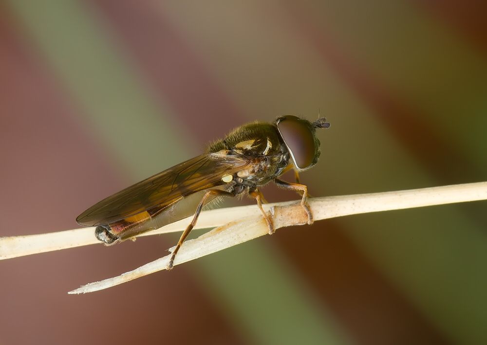 Melanostoma scalare
