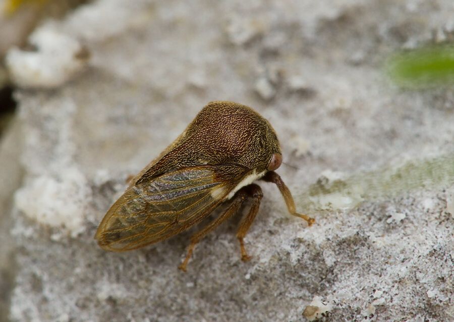 Gargara genistae