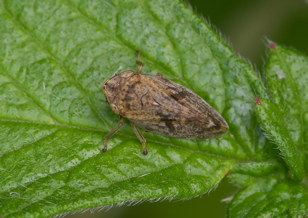 Philaenus spumarius