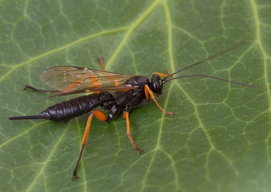 Pimpla rufipes
