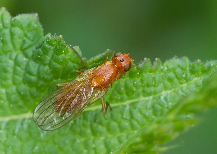 Psila fimetaria