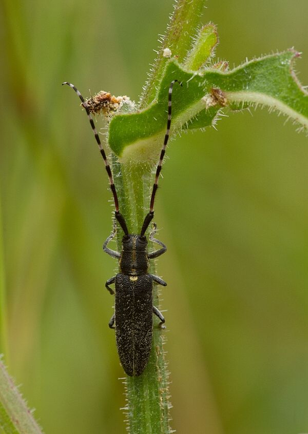 Agapanthia cynarae