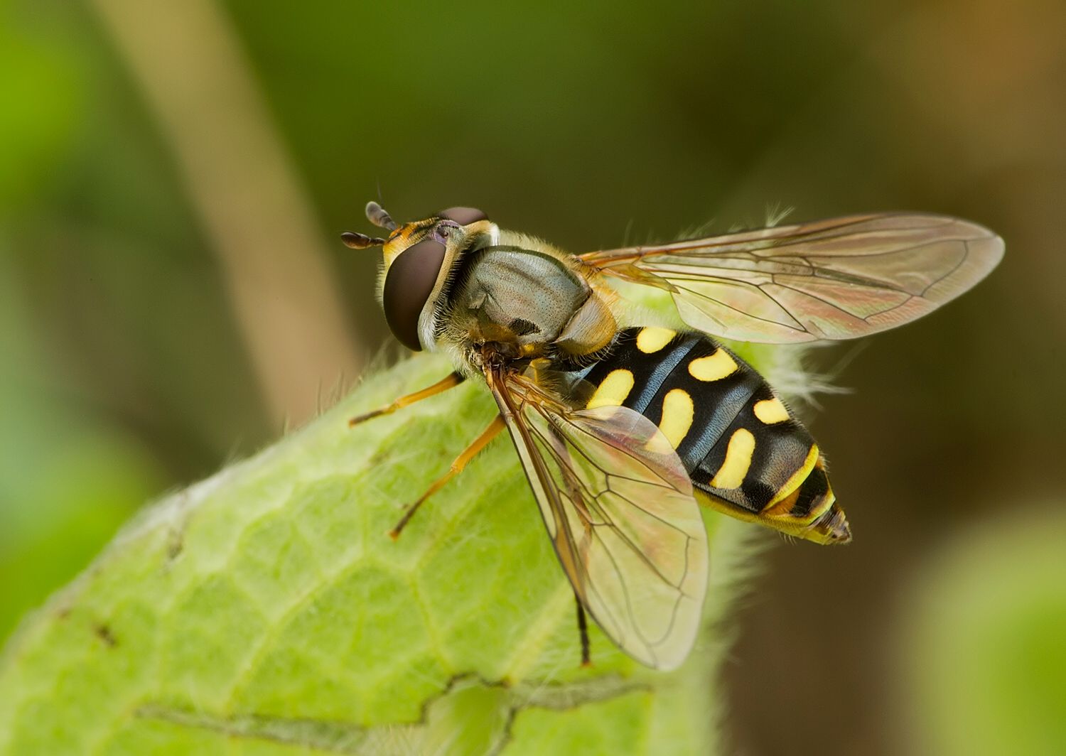 Eupeodes lapponicus