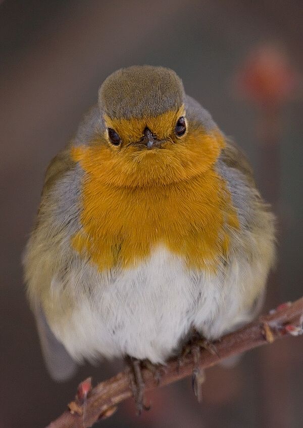 Erithacus rubecula (červienka obyčajná)