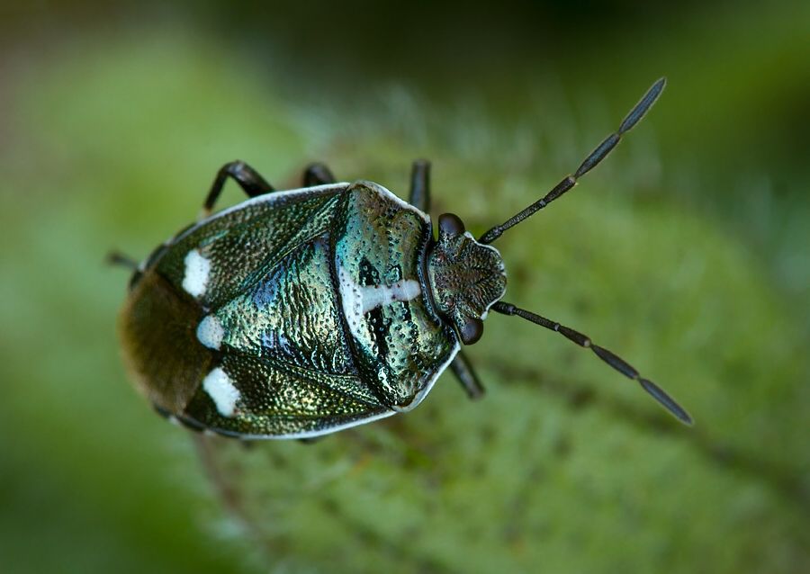 Eurydema oleracea