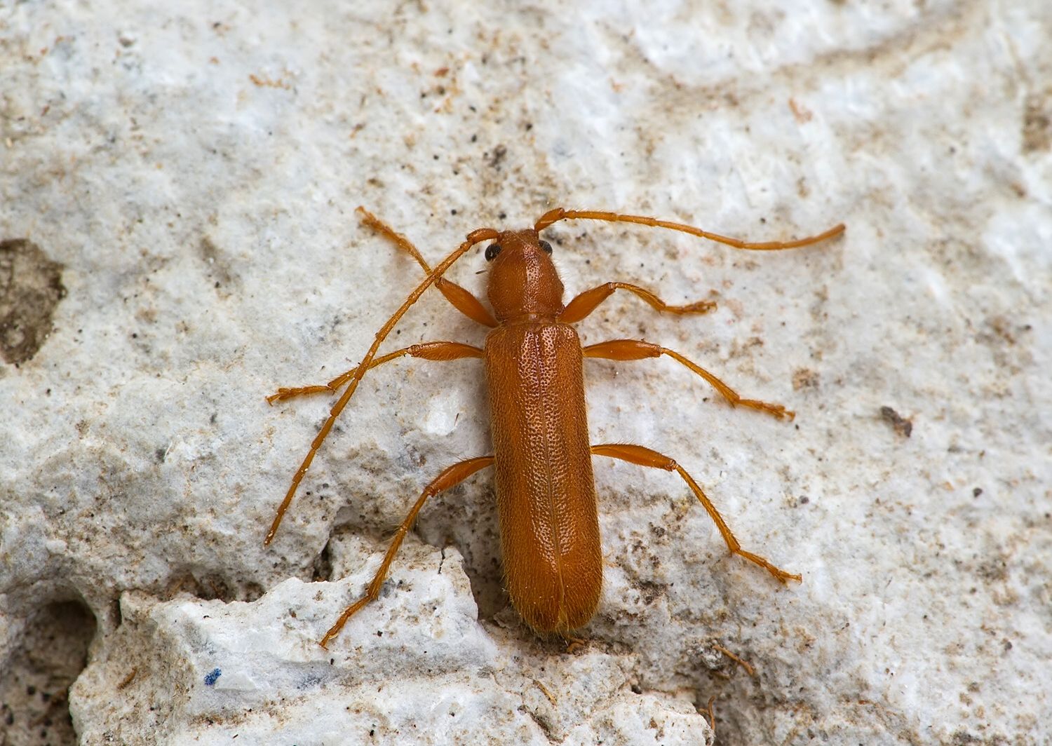 Axinopalpis gracilis