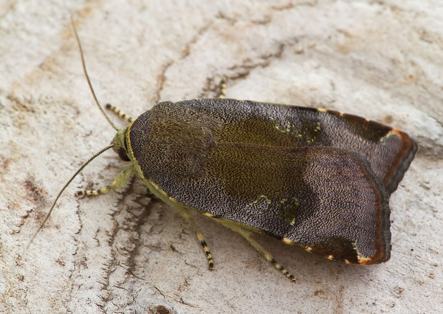 Noctua janthina