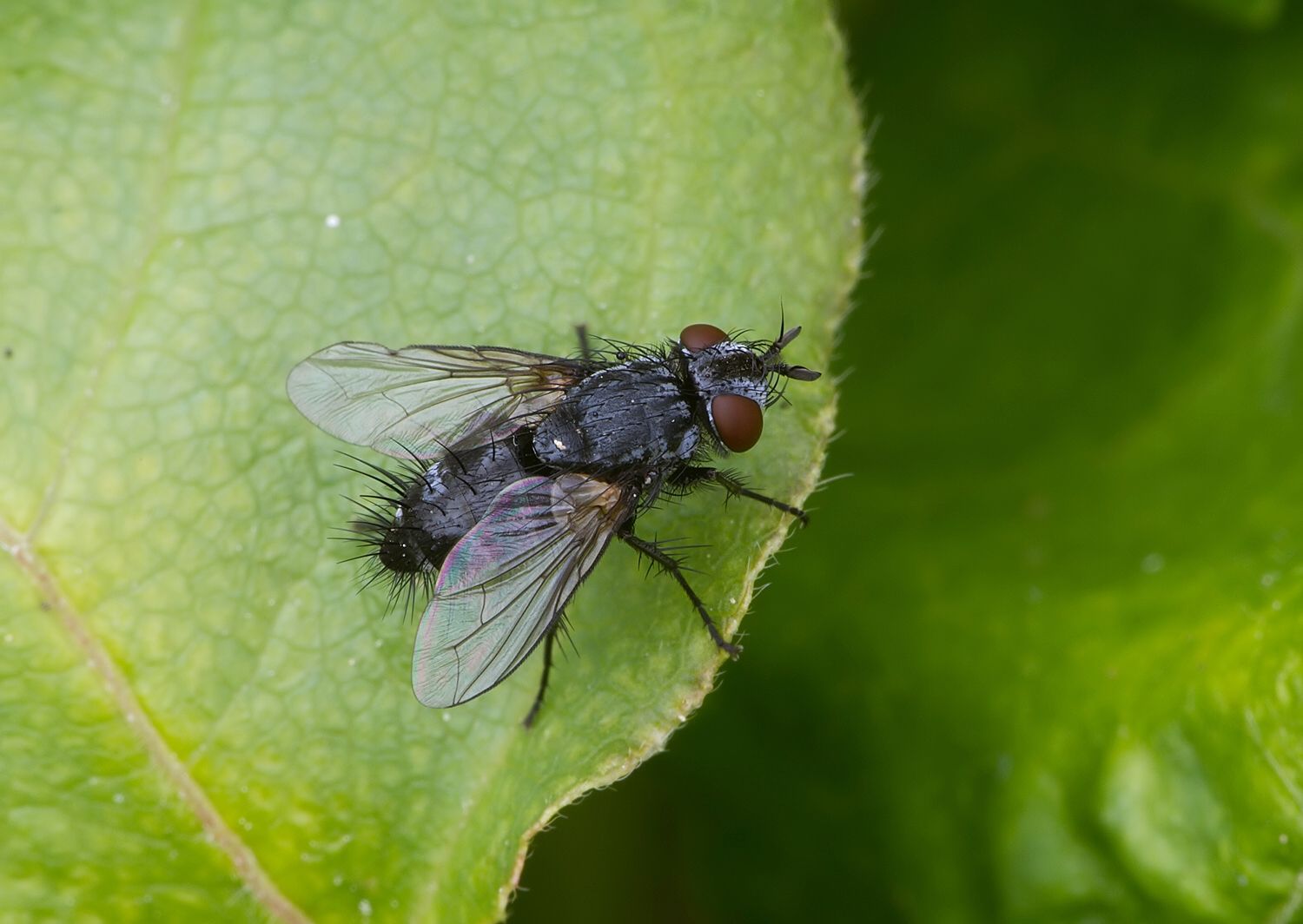 Lydella stabulans