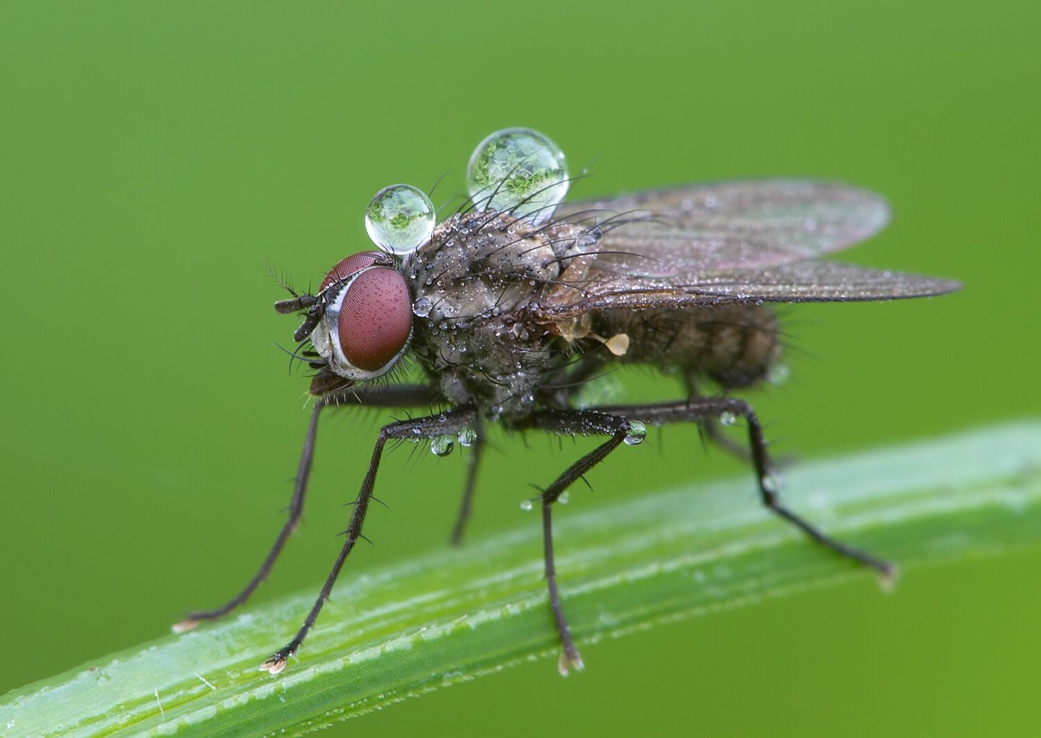 Hylemya variata