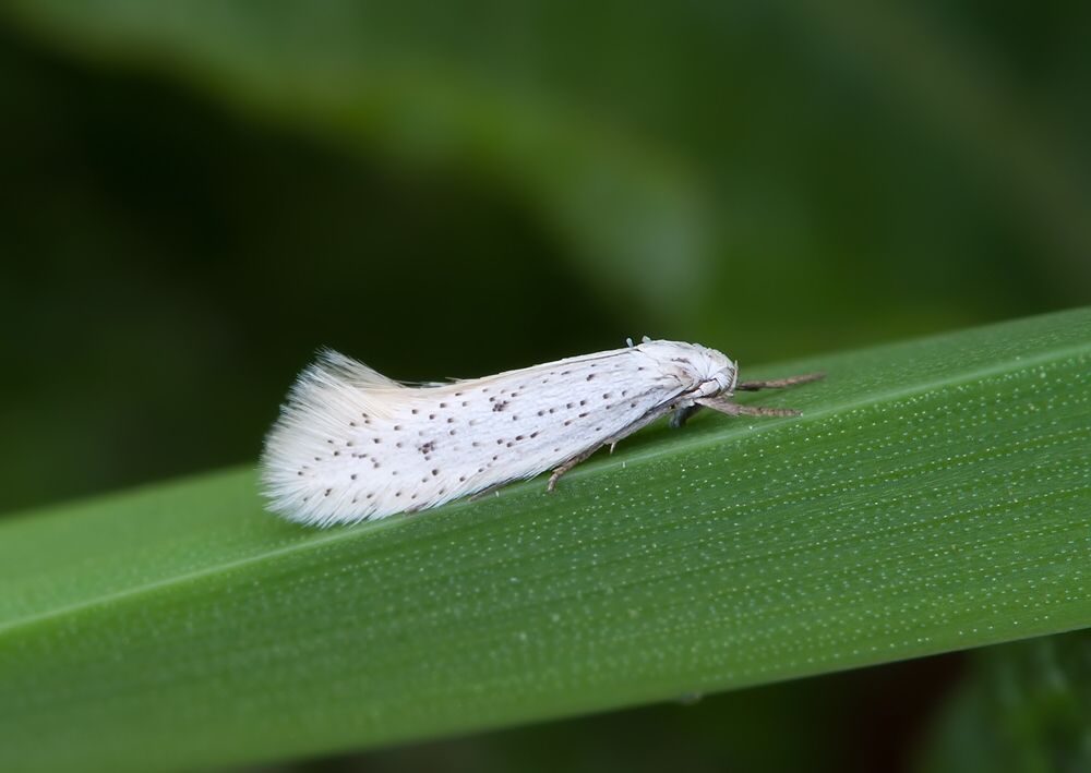 Elachista dispunctella cf.