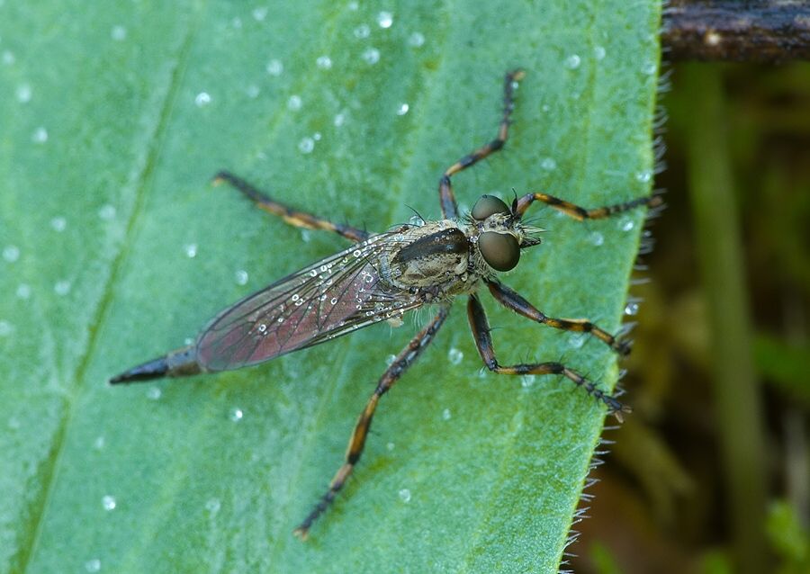 Tolmerus cingulatus