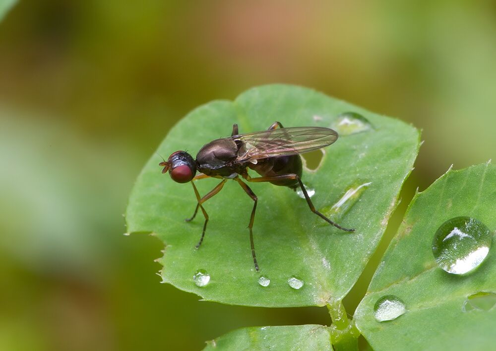 Nemopoda nitidula
