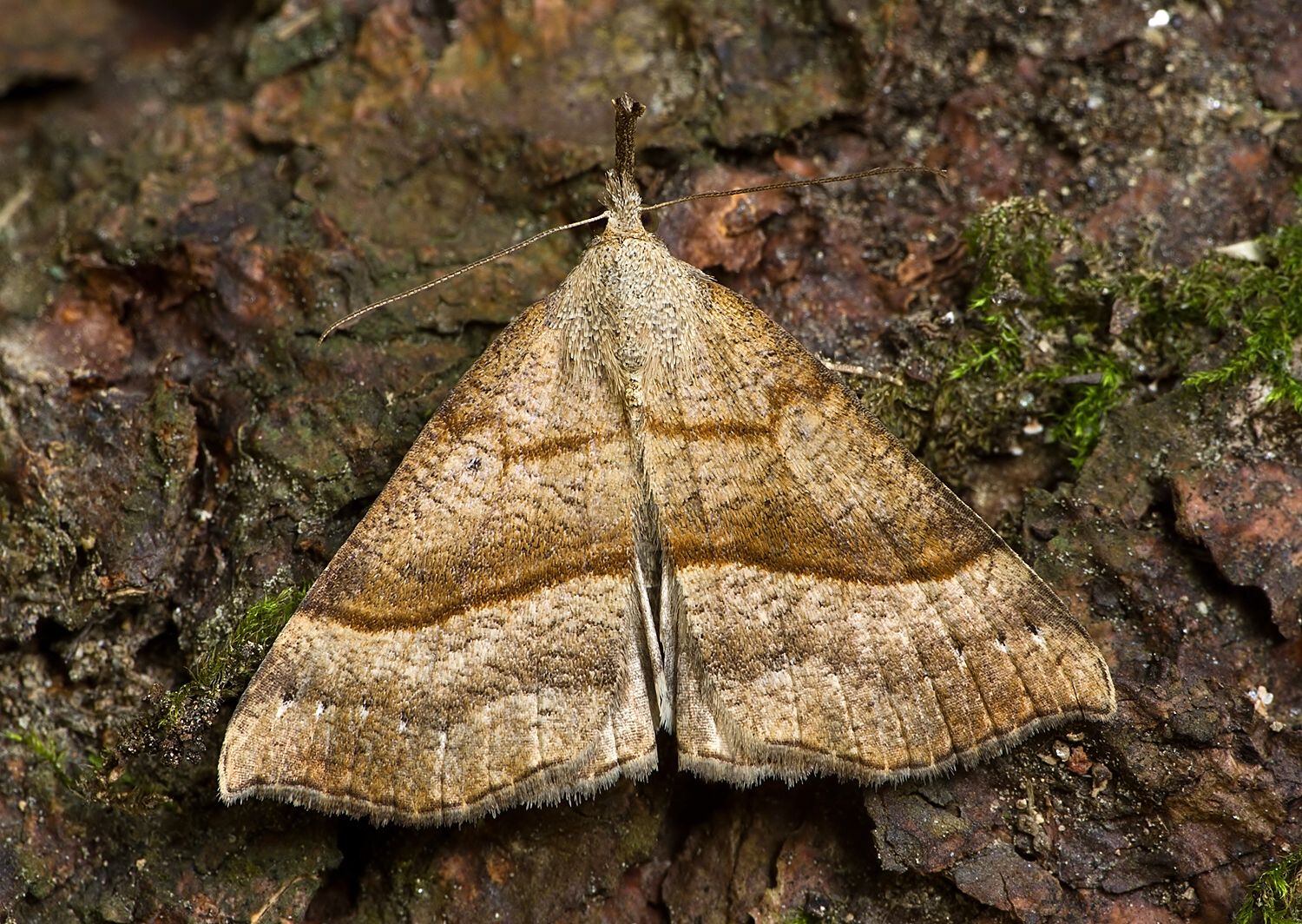 Hypena proboscidalis