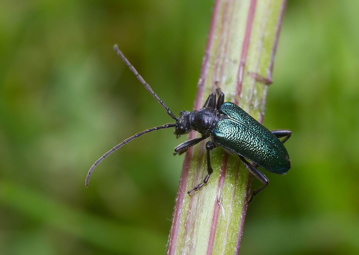 Gaurotes virginea