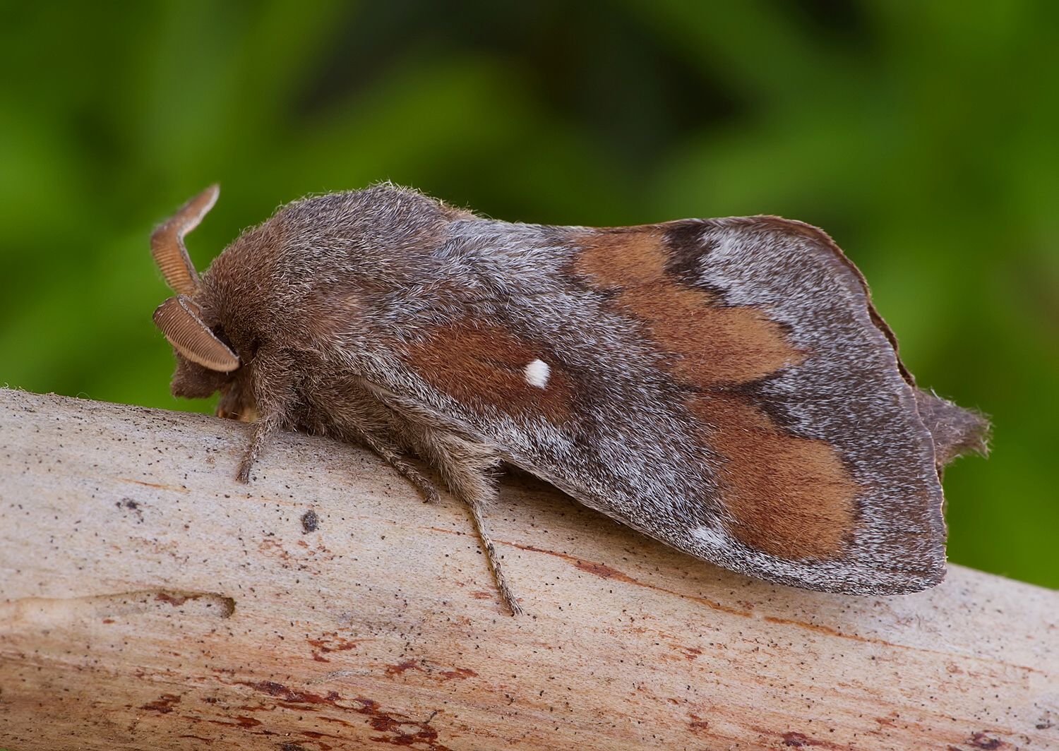 Dendrolimus pini