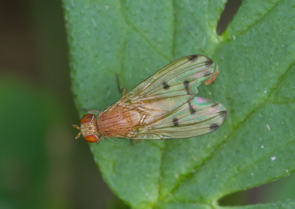 Meiosimyza decempunctata