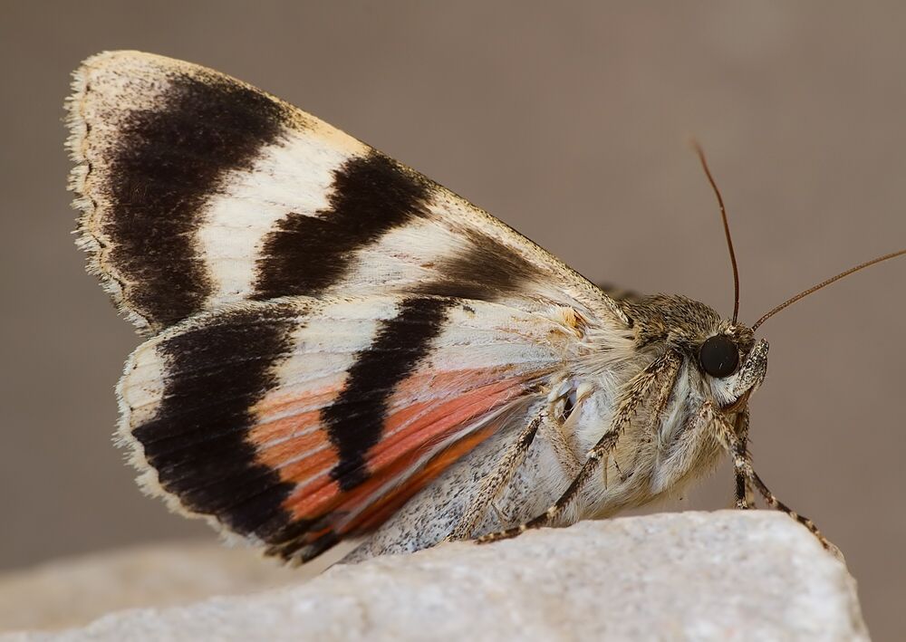 Catocala puerpera