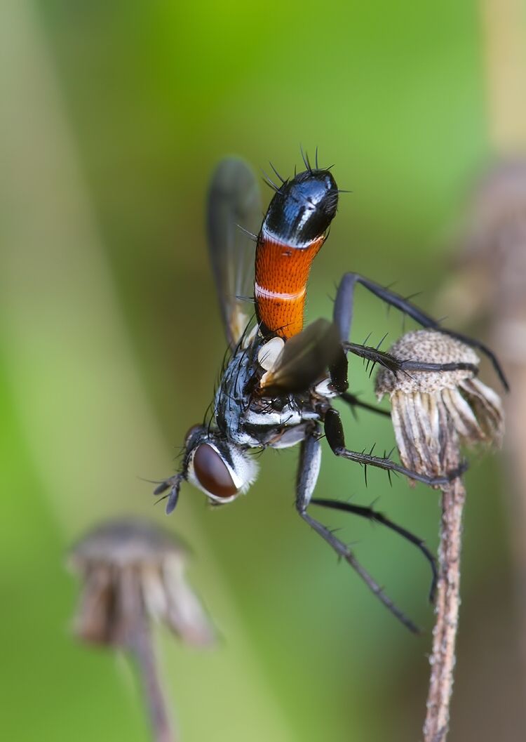 Cylindromyia intermedia