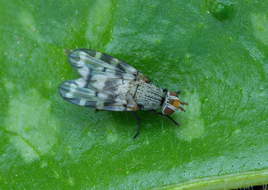 Otites centralis