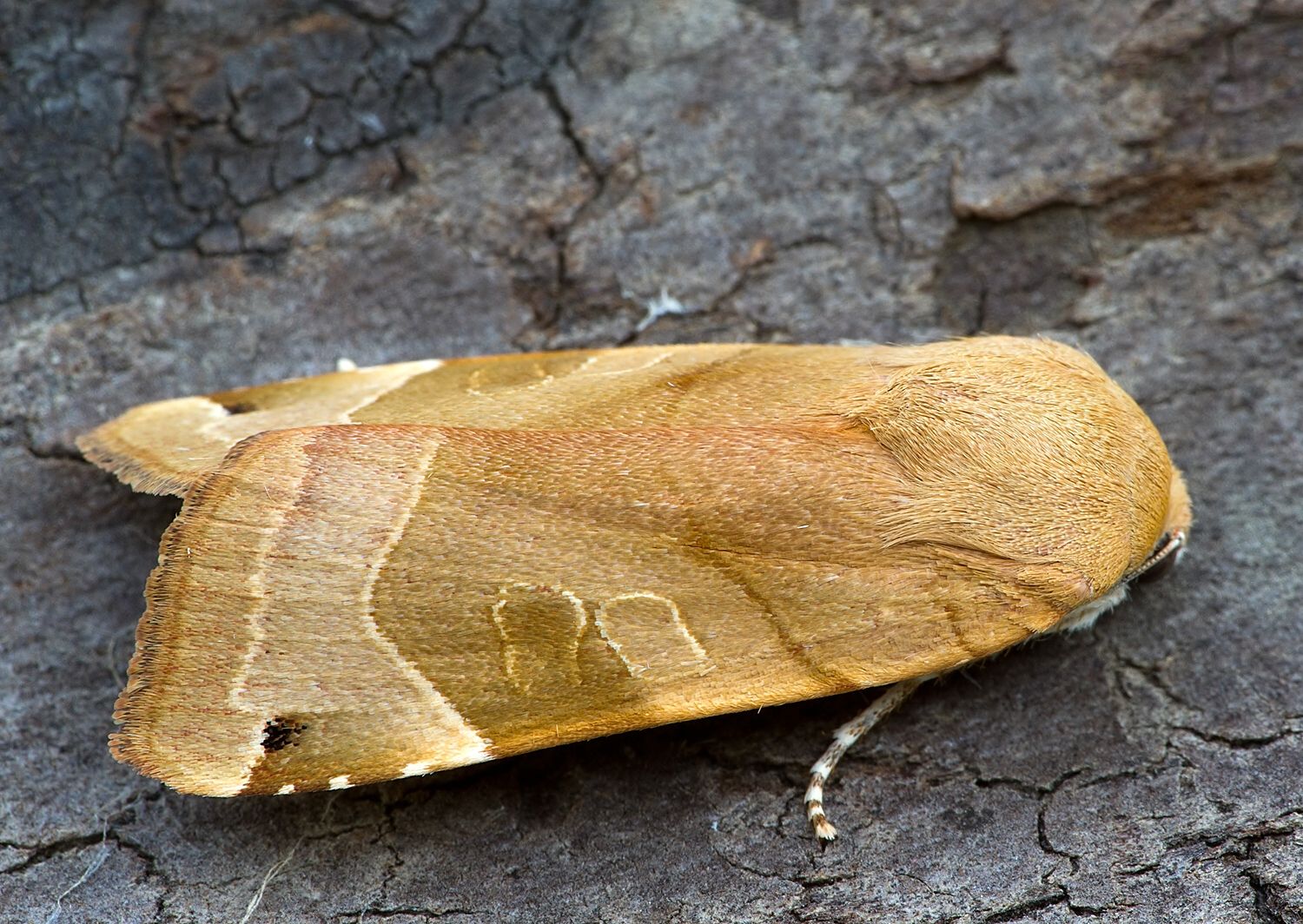 Noctua fimbriata