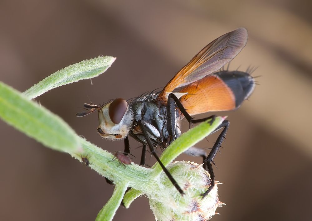 Cylindromyia brassicaria