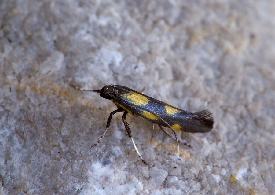 Euspilapteryx auroguttella