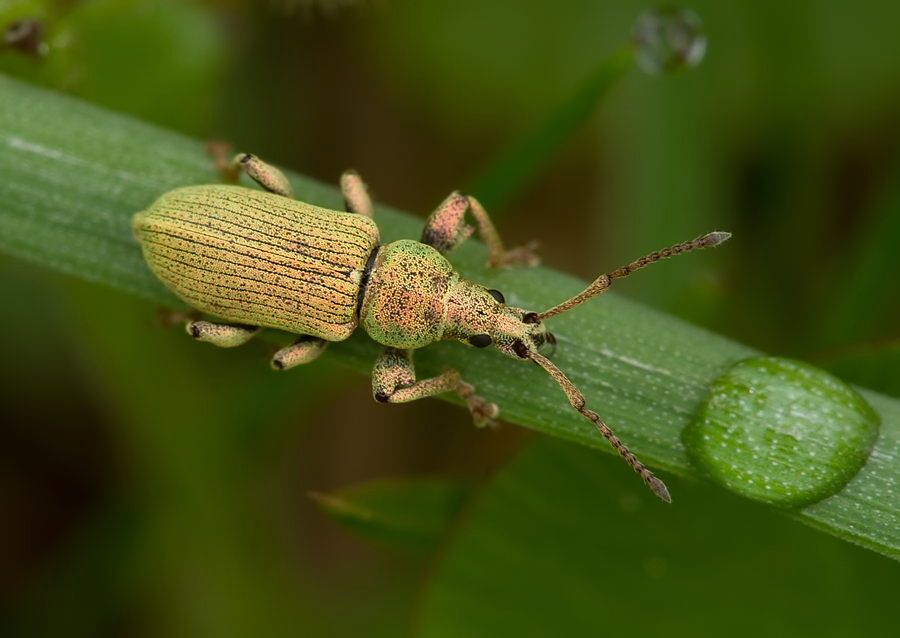 Phyllobius maculicornis