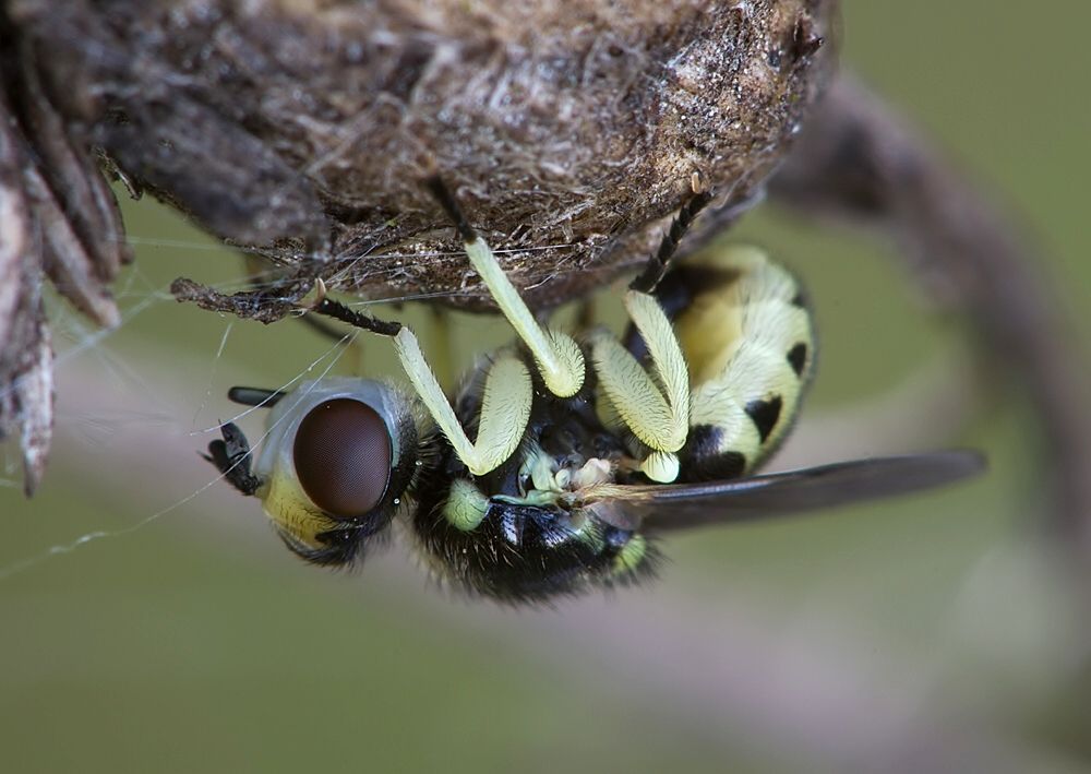 Dalmannia punctata