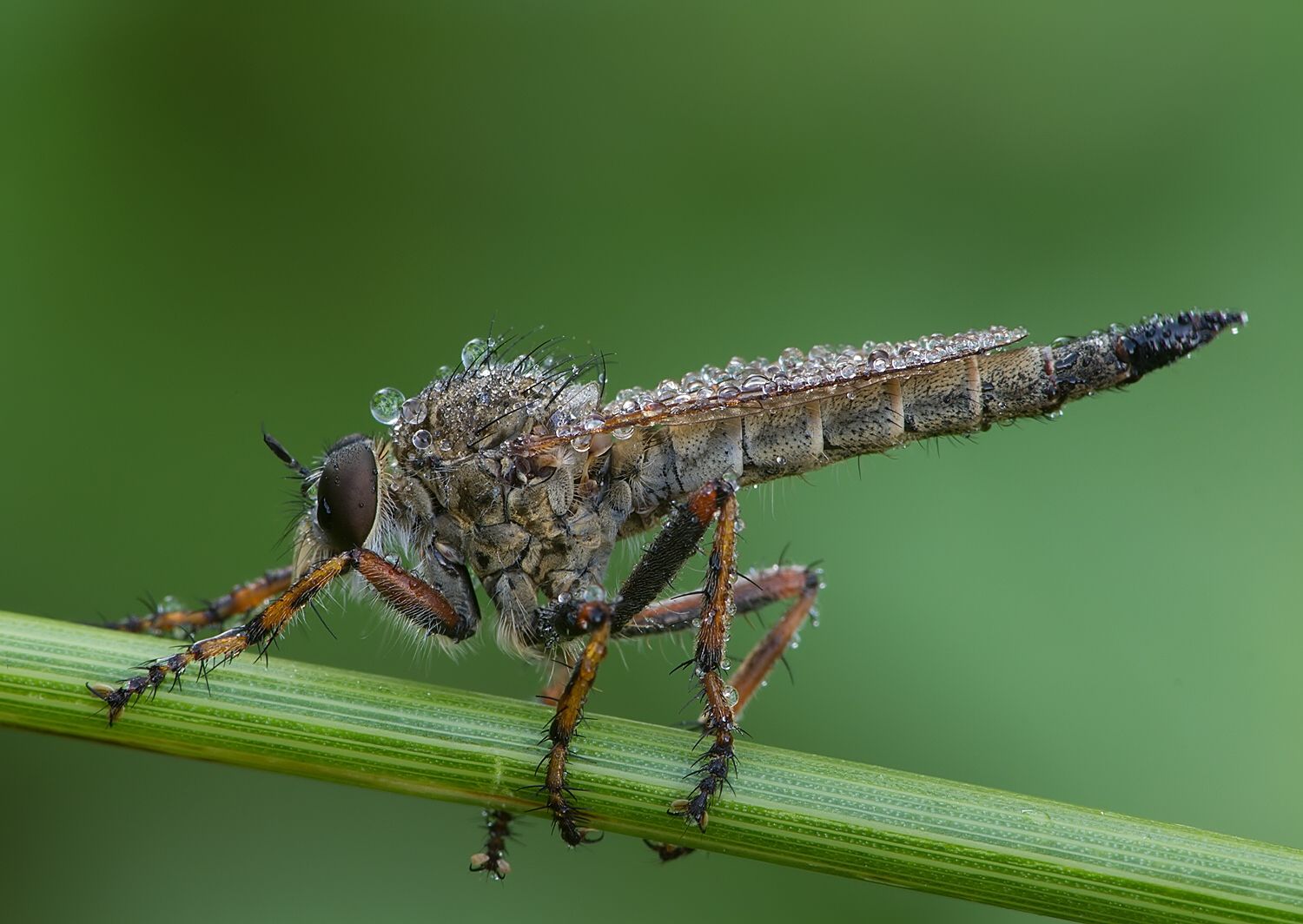 Tolmerus cingulatus