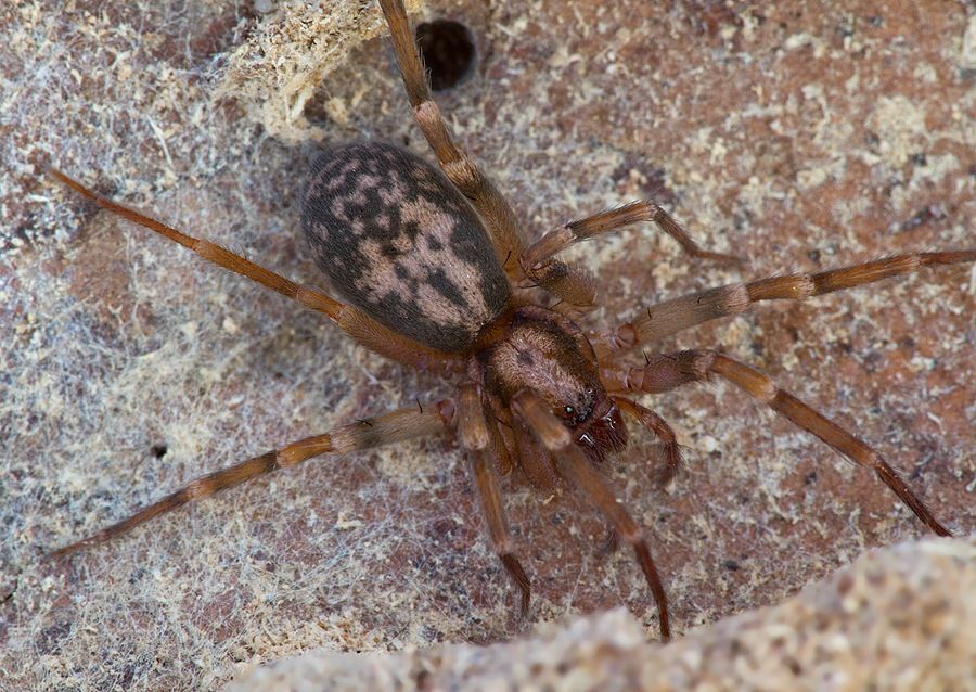 Liocranum rupicola