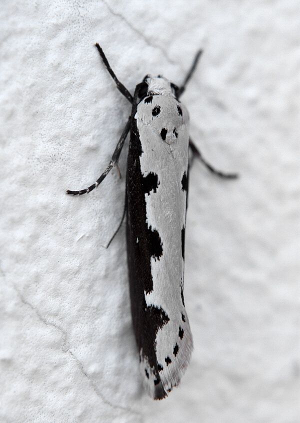 Ethmia bipunctella