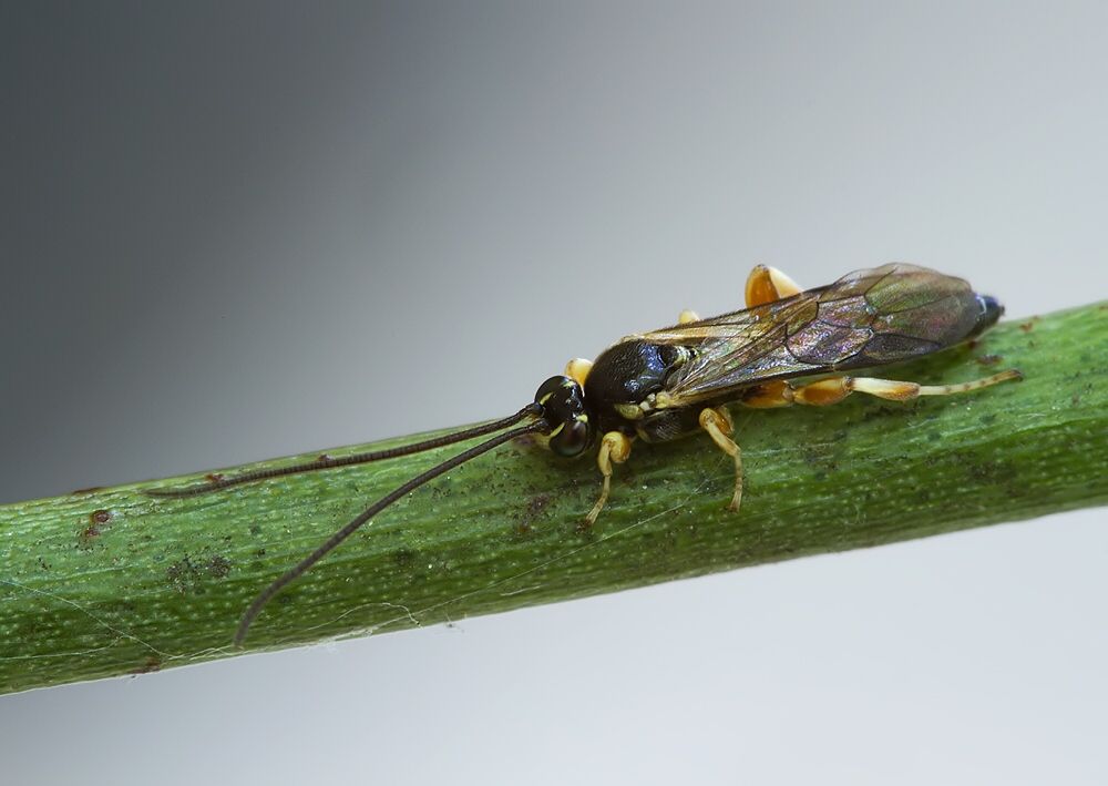 Hypsicera femoralis cf.