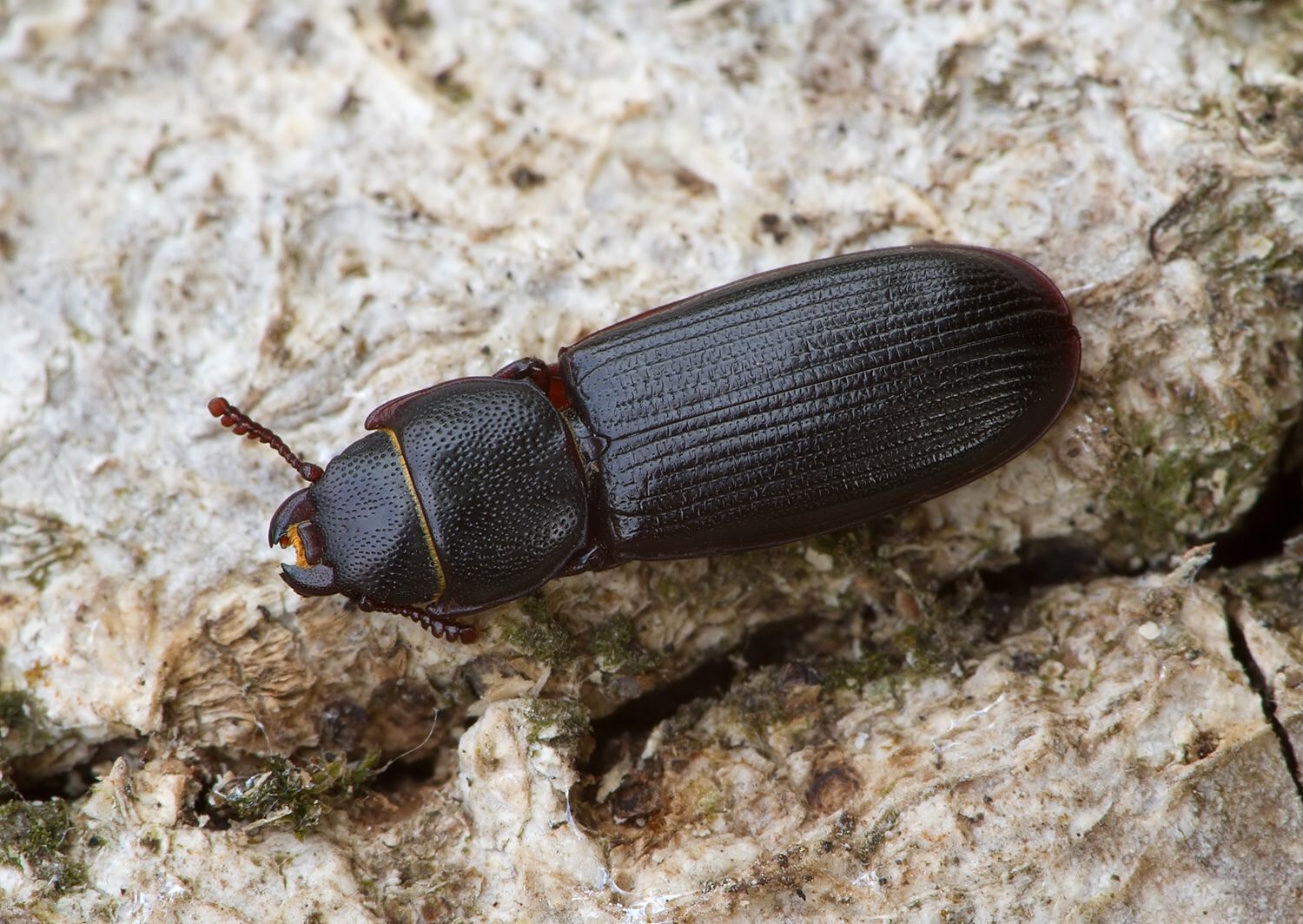 Tenebroides fuscus