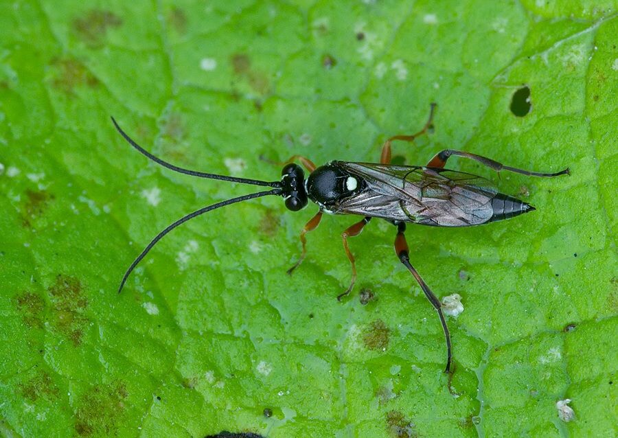 Virgichneumon dumeticola cf.